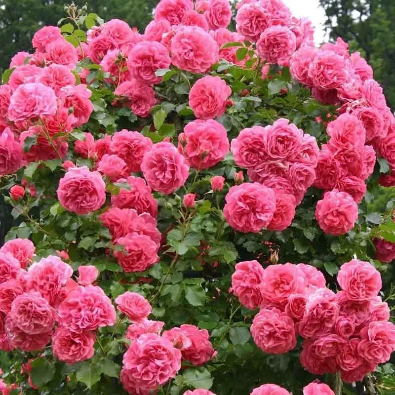 Розариум Ютерсен (Rosarium Uetersen) Kordes 1977