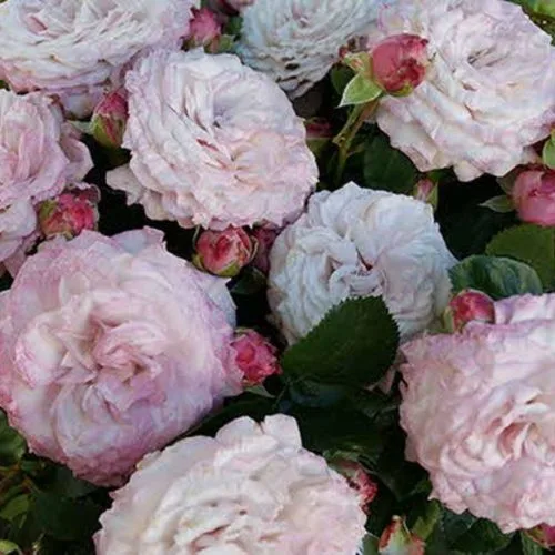 Розенфасцинацион (Rosenfaszination) Kordes 2002