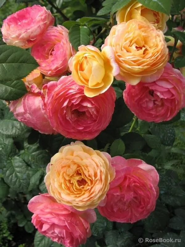 Розоман Жанон (Rosomane Janon) Massad Франция 2001