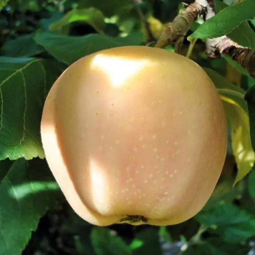 розовый жемчуг