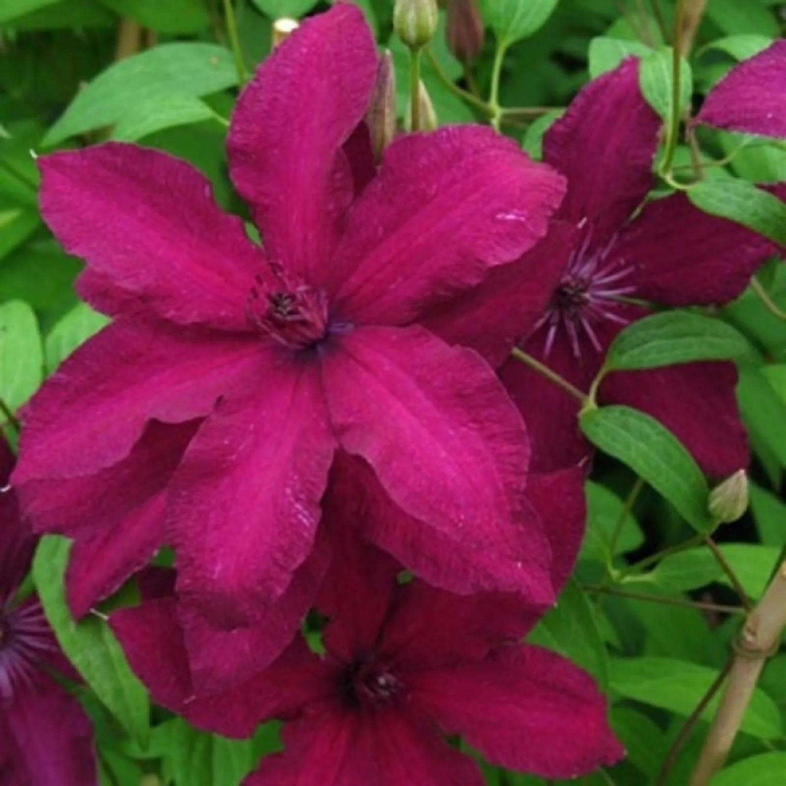 Рутель (Ruutel) Новинка