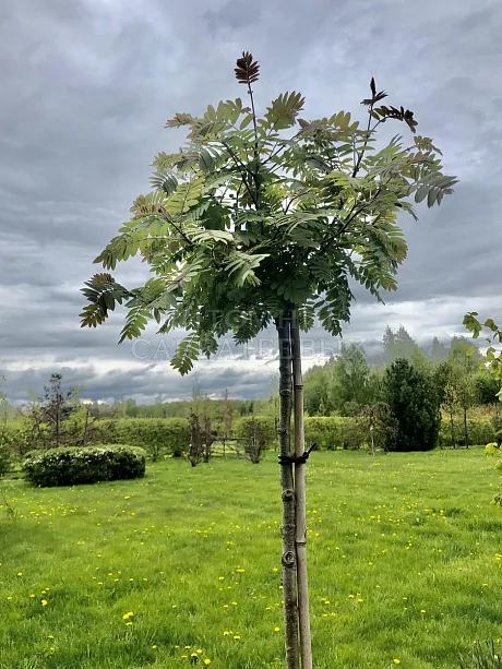 Рябина Глобозум на штамбе