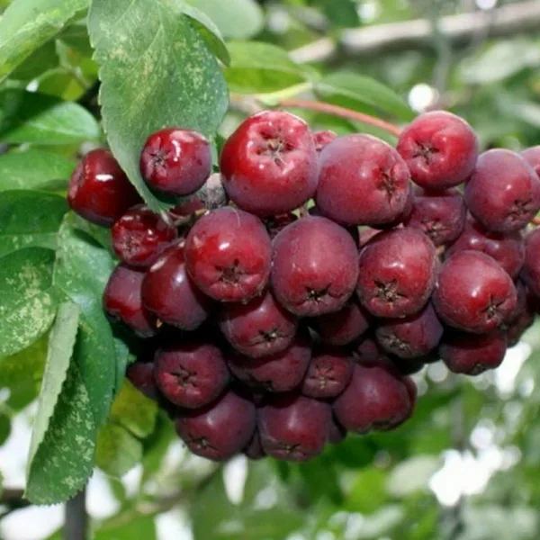 Рябина Ликерная сладкоплодная