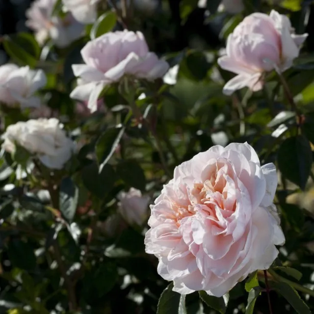 Сабрина (Sabrina)Meilland 2012