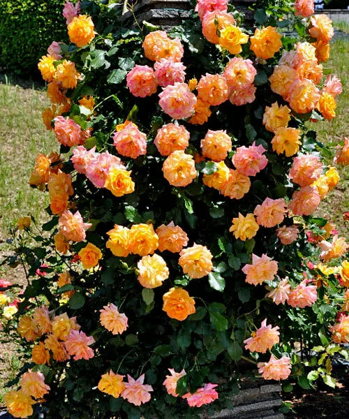 Сахара (Sahara) Evers Германия 1996