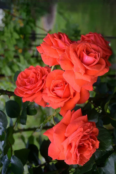 Салита (Salita)Kordes Германия 1987