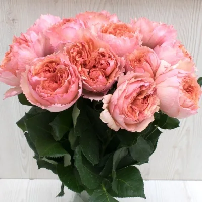 Салманасар (Salmanasar) Meilland Франция 2013