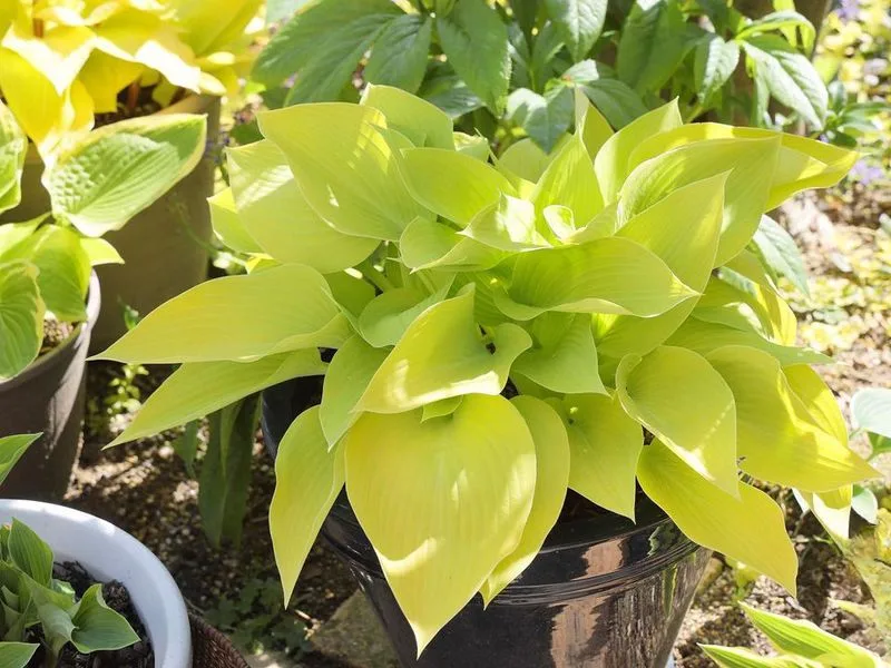 Санни Халцион (Sunny Halcyon) Новинка