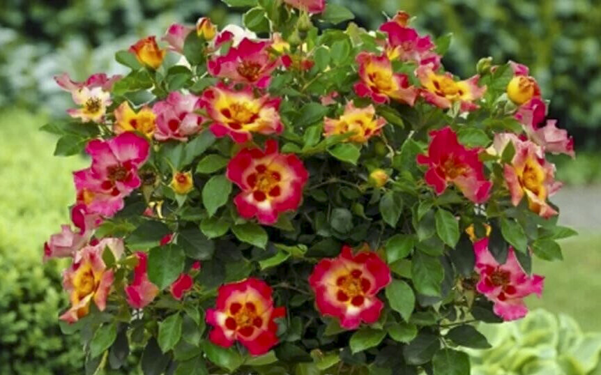 Саншайн Бэбилон Айз