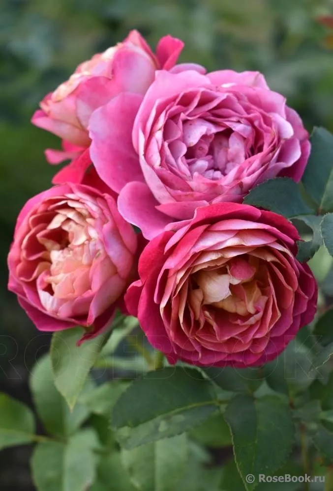 Сантенер де Лей-Ле(Centenaire de l'Haÿ-les-roses) Massad Франция 2004