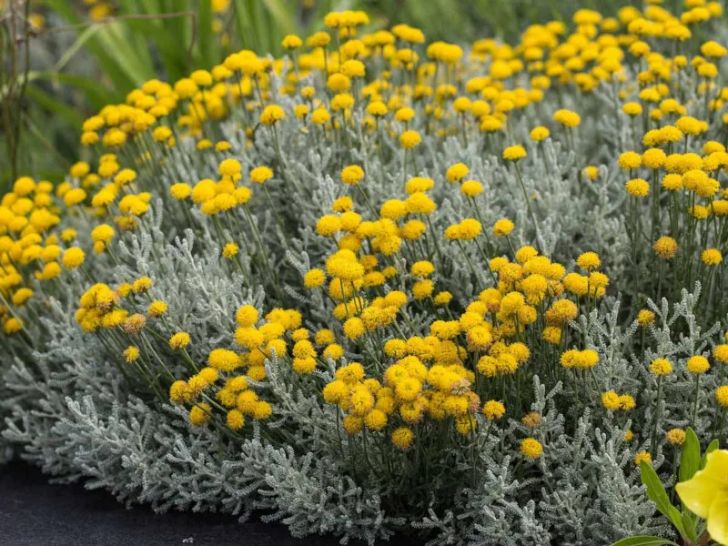 Сантолина серебристая