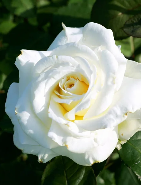 Шнеевальцер (Schneewalzer) Tantau 1987