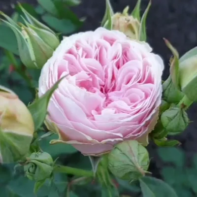 Senlitsu (Сенлитсу)Keiji Kunieda Япония  2018