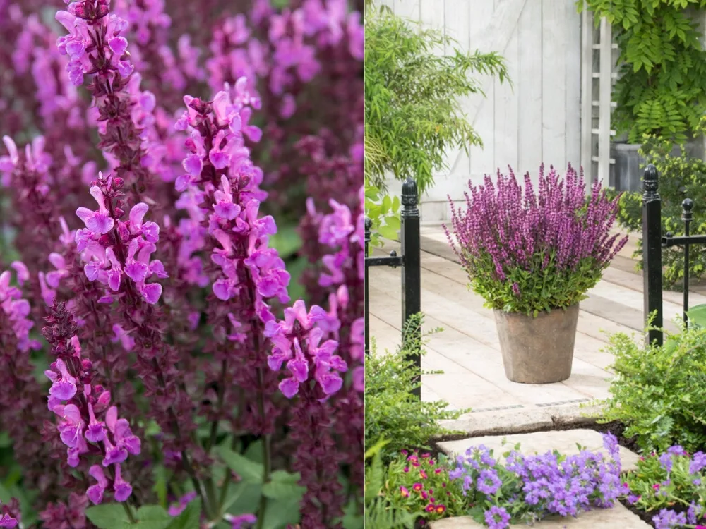 Шалфей дубравный Роуз Квин Хит Советуем