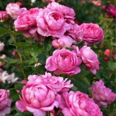 Шанталь Мерье (Chantal Merieux) Massad Франция 1999