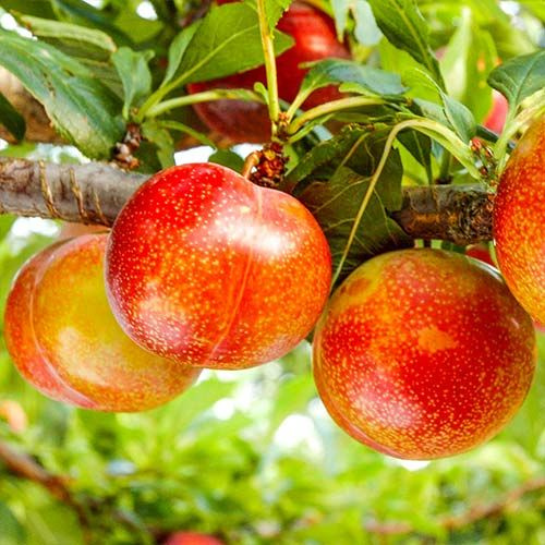 шарафуга белла