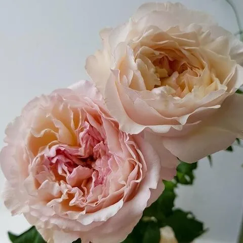 Шиоли (Shioli)Keiji Kunieda Япония 2014