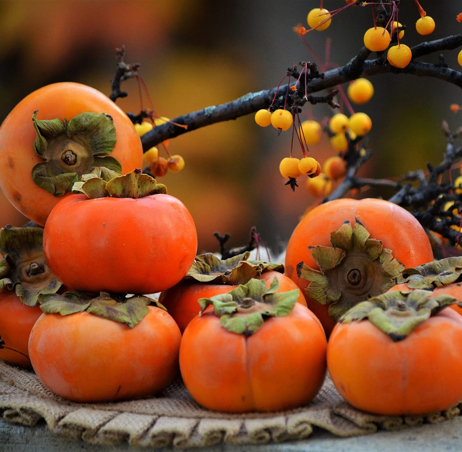 Шоколадница