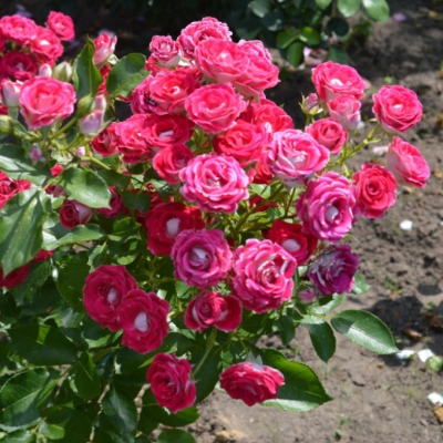 Шоне Кобленцерин