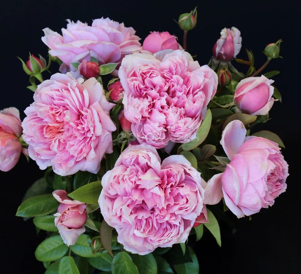 Шоне Мэйд (Schone Maid) Hans Jürgen Evers Германия, 2014