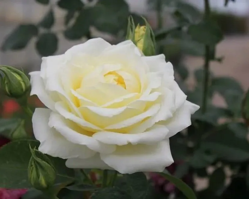 Шопен (Chopin) Zyla Польша, 1980