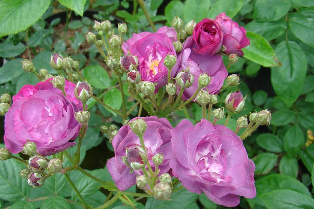 Сибелиус (Sibelius) Lens, 1984