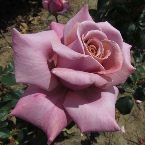 Симпл Горджес