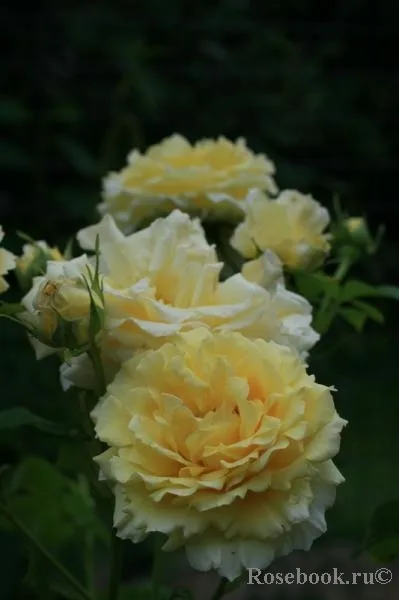 Сирано дэ Бержерак (Cyrano de Bergerac) Meilland 1997