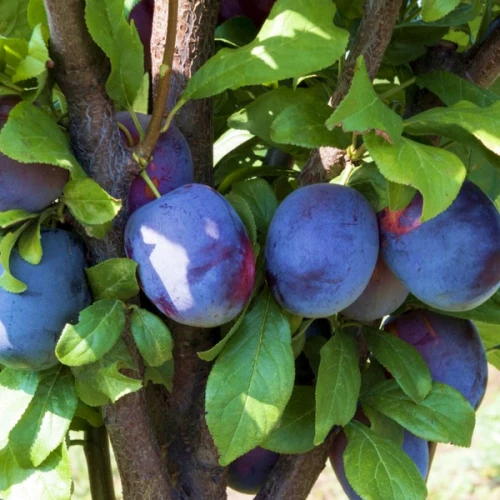 Анже колонновидная