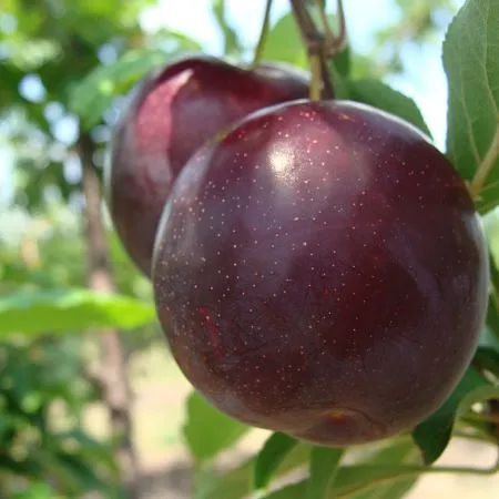 Слива Анжелина