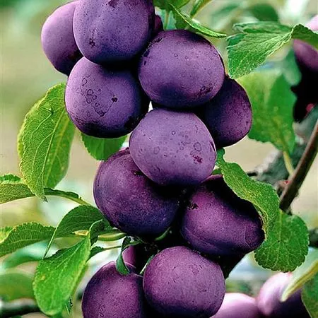 Блю Свит колонновидная