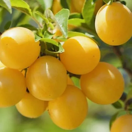 Мирабелла колонновидная