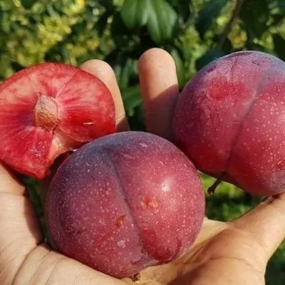 Слива Руби Кранч