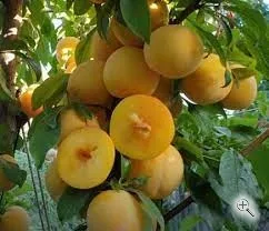 Слива Трейси Сан (диплоидная)