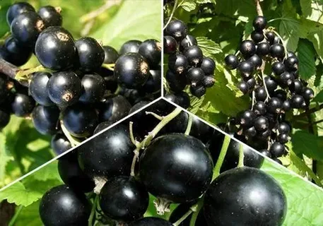 Черный жемчуг