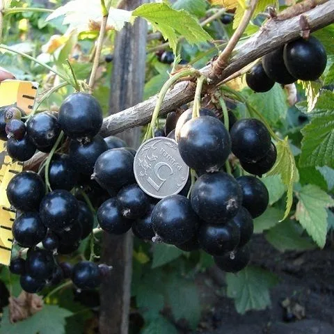 Селеченская