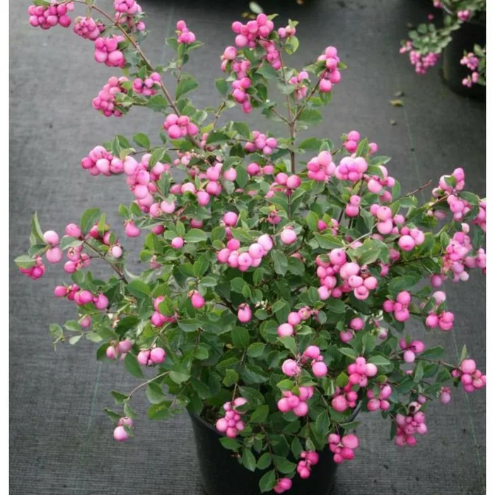 Снежноягодник розовый