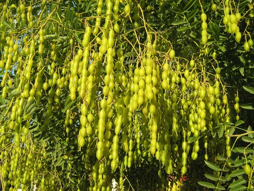 Софора японская