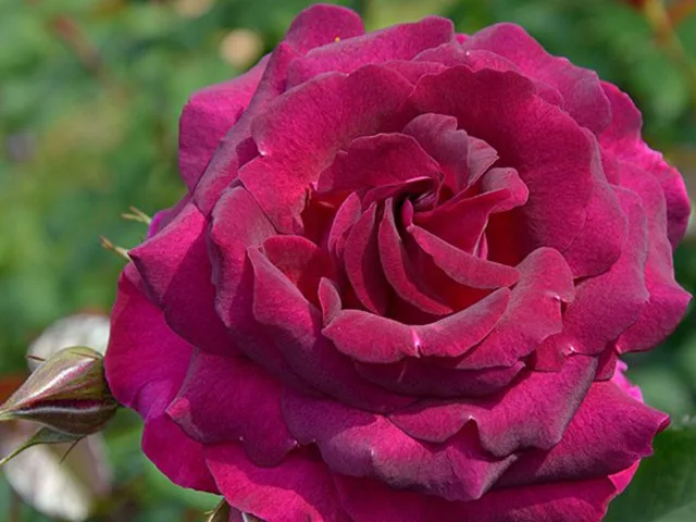 Сомме 2016 (Somme 2016) Massad Франция 2016