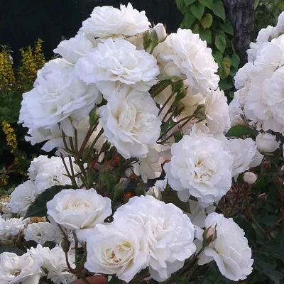 Соуми, Свани (Swany) Meilland, 1978