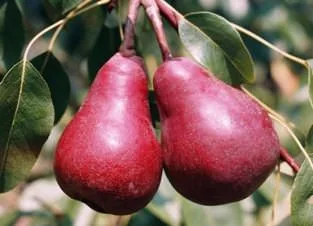 Старкримсон