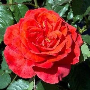 Стефан Берн ( Stephane Bern) Fabien Ducher Франция 2012