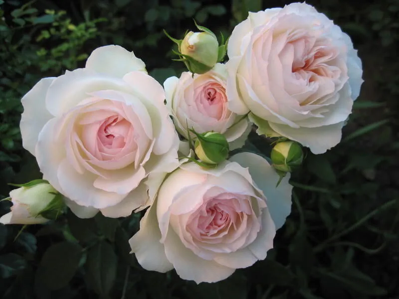 Стефани Баронин цу Гуттенберг(Stephanie Baronin zu Guttenberg) Tantauа 2010