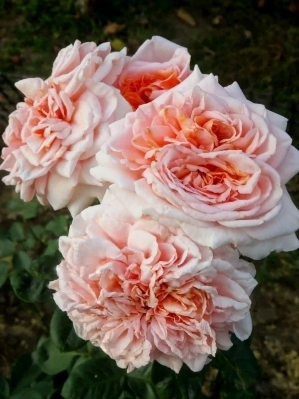 стиль 800 (Stile '800) Barni Италия, 1999