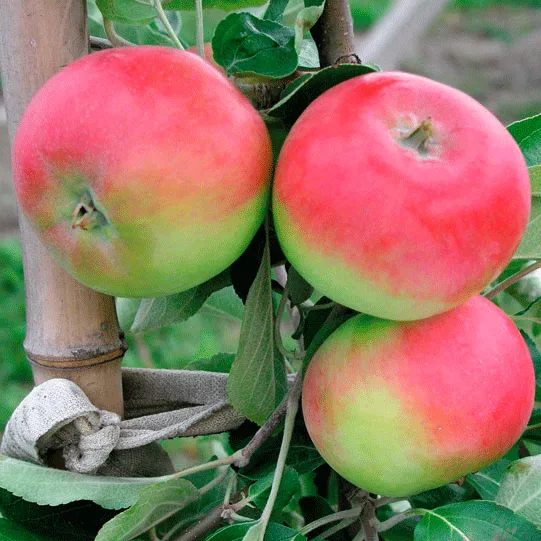 Яблоня Женева Эрли (Early Geneva)