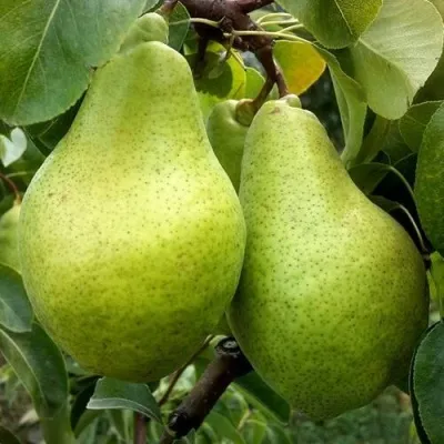 Ноябрьская