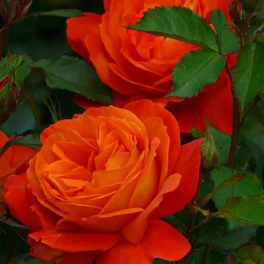 Супер Трупер (Super Trouper) Fryer Великобритания 2008