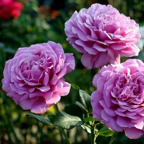 Сурир де Перигё (Sourire De Perigueux) Panozzo Франция 2007