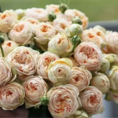 Свит Каталина ( Sweet Catalina ) Нидерланды