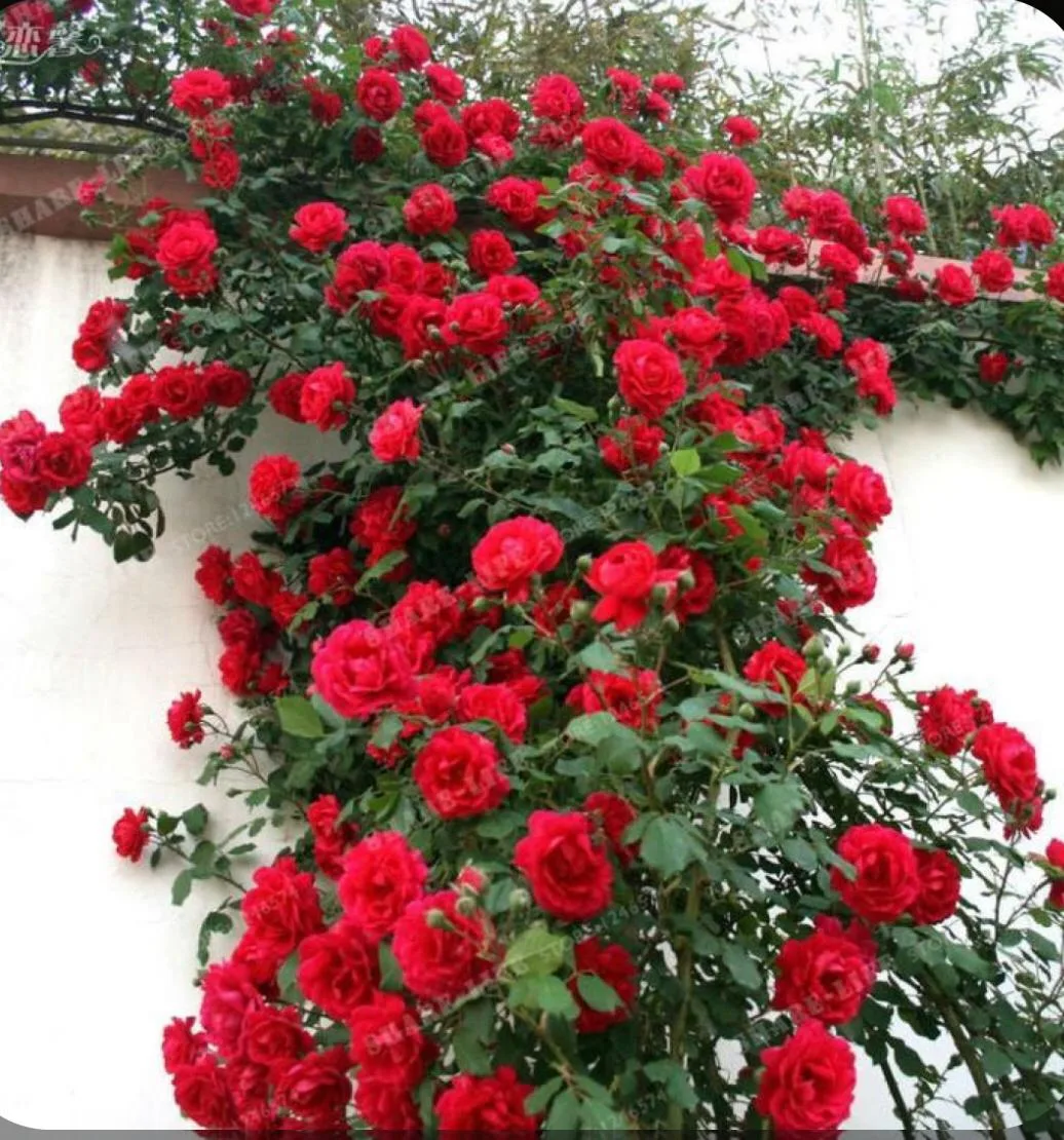 Sympathie (Симпатия)Kordes Германия 1964